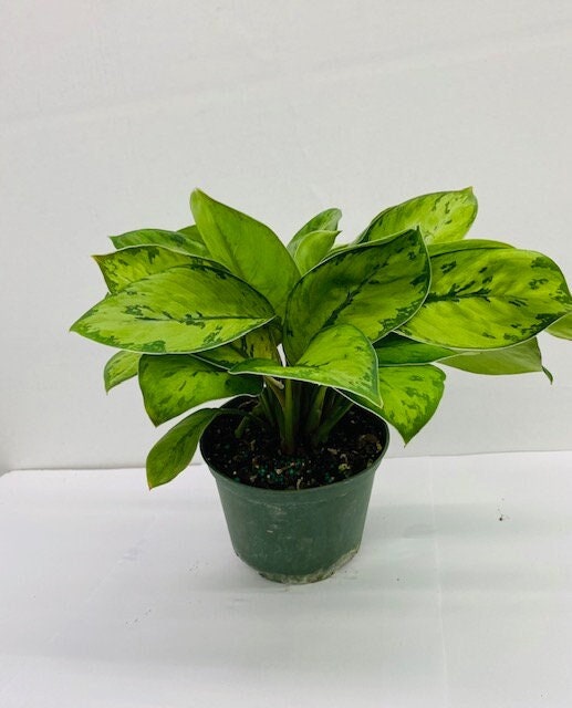 6" Homalomena Selby
